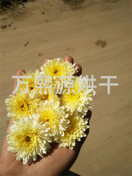 菊花烘干機