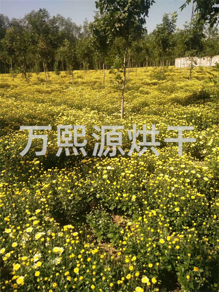 菊花烘干機