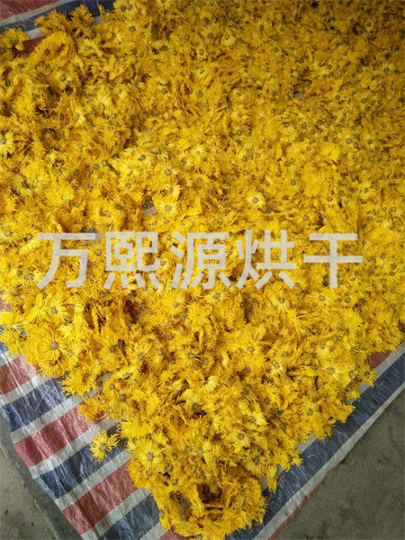 菊花烘干機